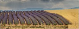 nury marc_plateau de valensole 35